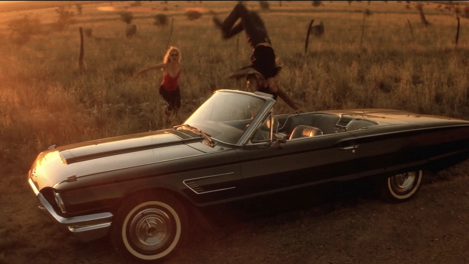 Wild at heart (4)