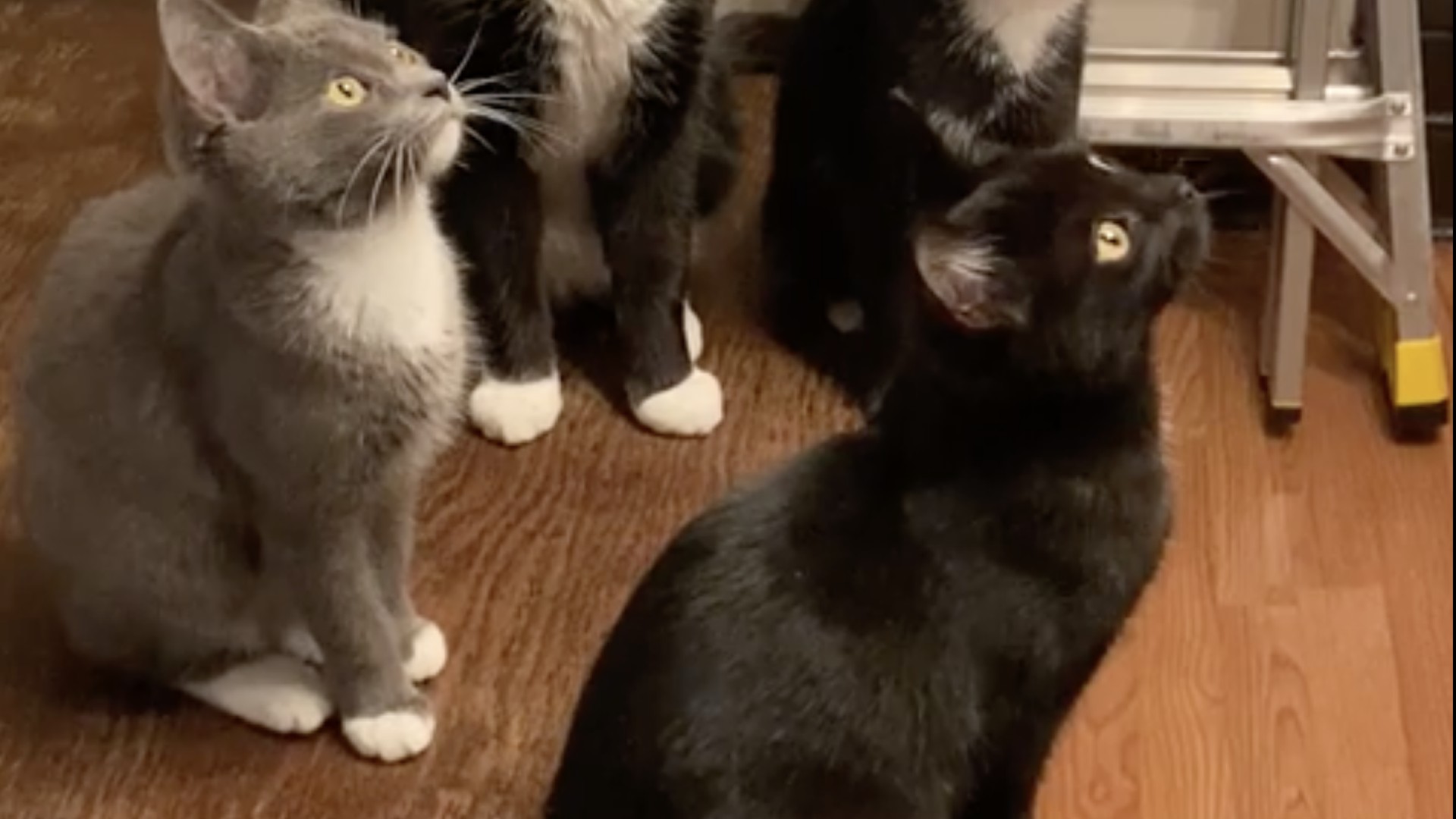 black and white kitten