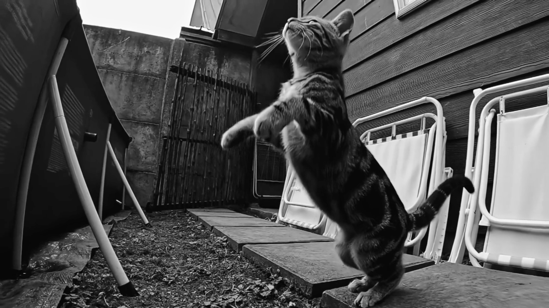 black and white kitten2