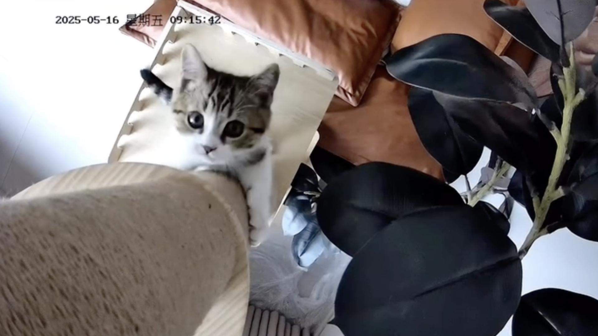 H kitten climb security cam