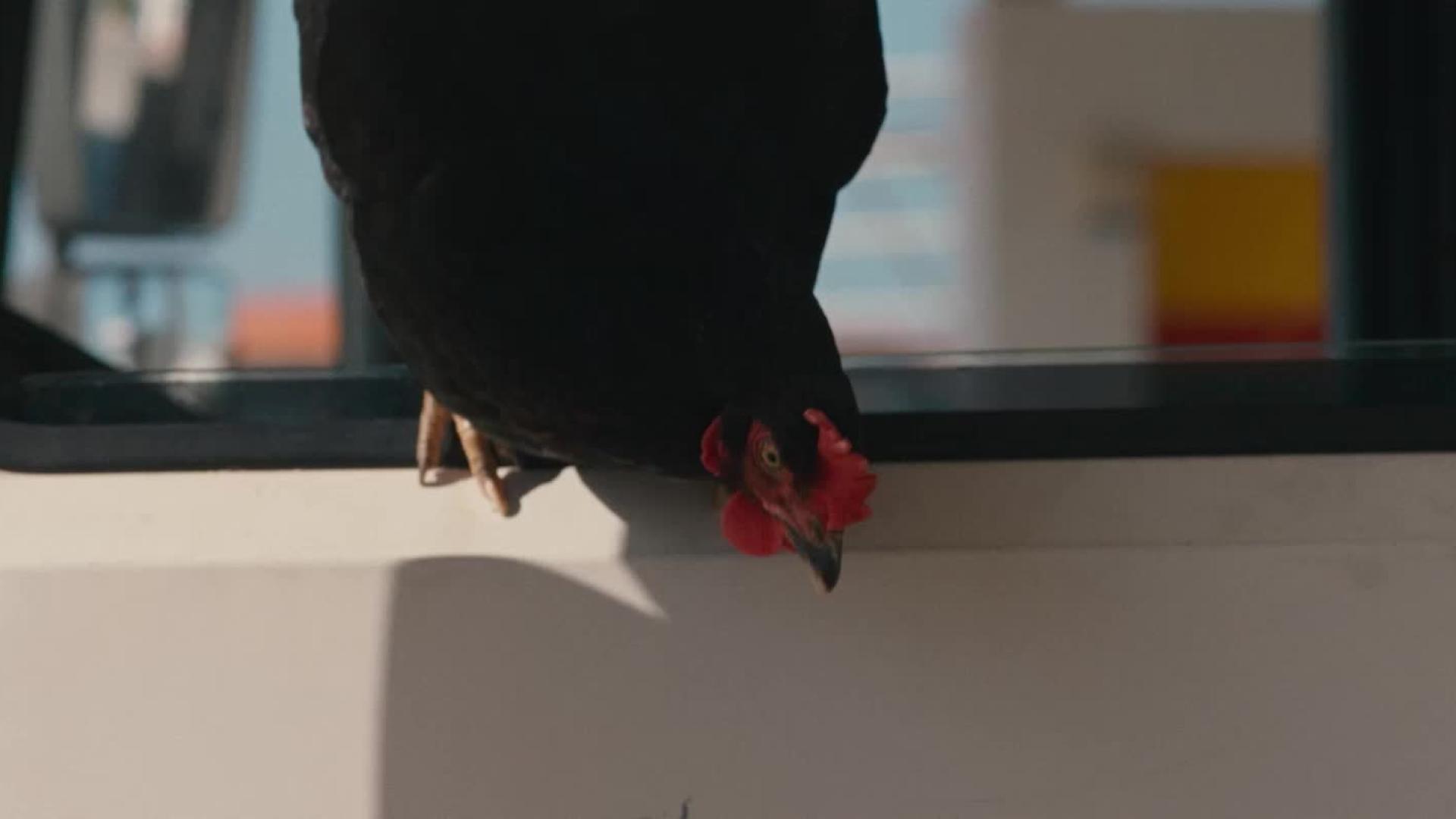 Hen clip