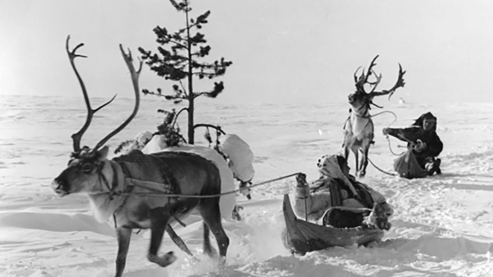 white-reindeer2