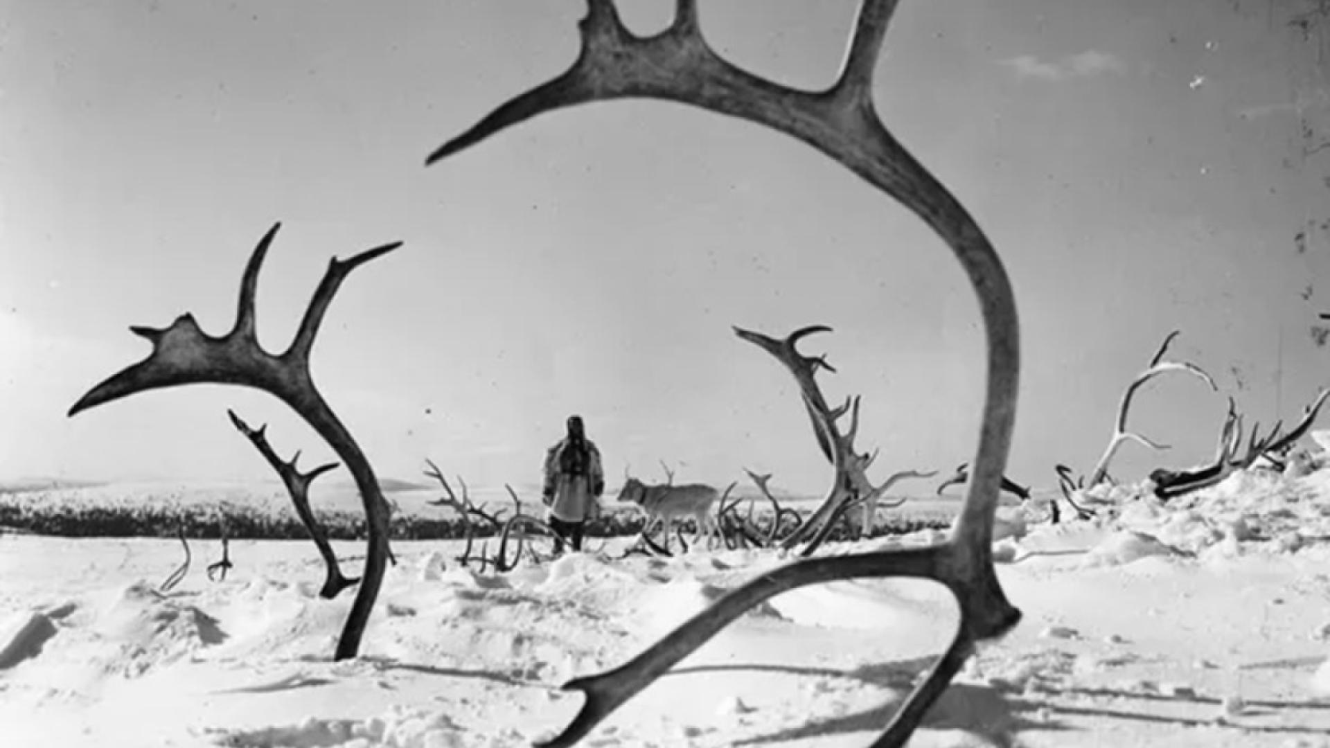 white-reindeer3